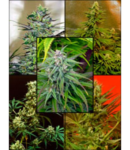 Mosaic Feminised Seeds