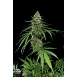 Critical + Feminised Seeds
