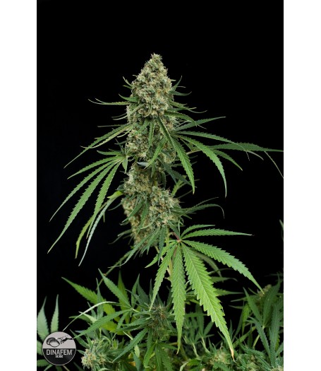 Critical + Feminised Seeds