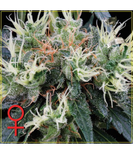 NL5 Haze Mist Feminised Seeds