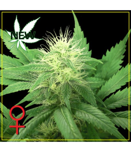 Alaskan Ice Feminised Seeds - 10