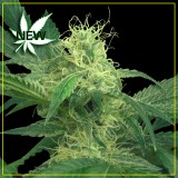 King's Kush Feminised Seeds