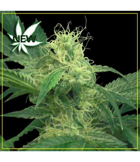 King's Kush Feminised Seeds