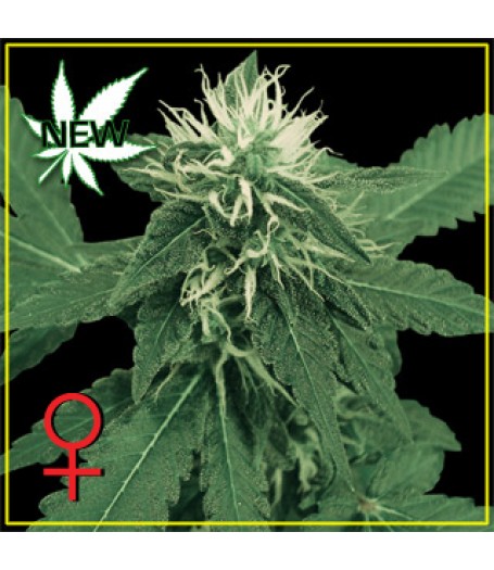 K-Train Feminised Seeds