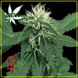 K-Train Feminised Seeds - 10