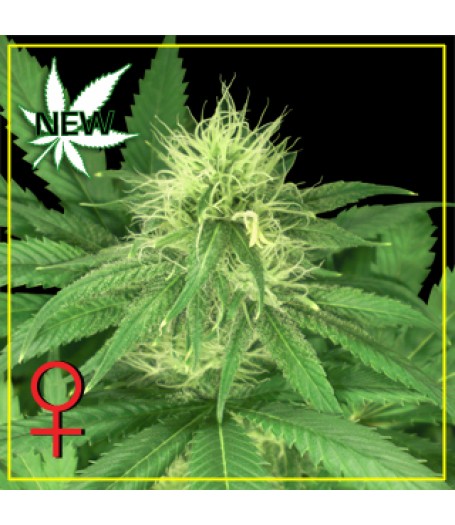 Bubba Kush Feminised Seeds - 5
