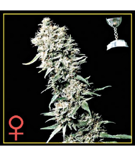 White Rhino Feminised Seeds