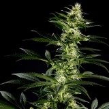 Himalayan Gold Feminised Seeds - 5 Himalayan Gold Feminised Seeds - 5