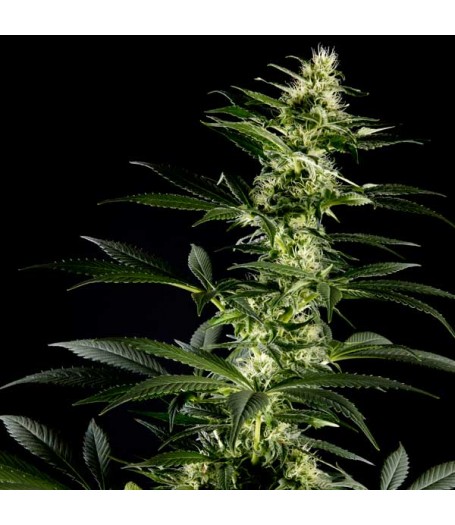 Himalayan Gold Feminised Seeds - 5