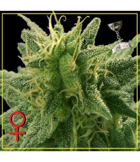 Lemon Skunk Feminised Seeds - 10