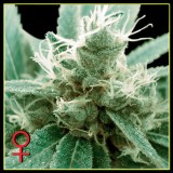 Trainwreck Feminised Seeds