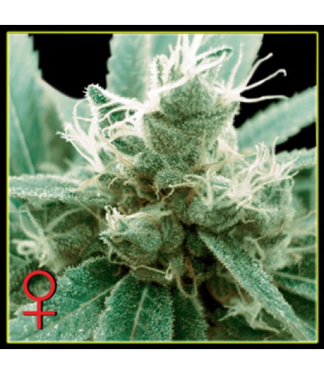 Trainwreck Feminised Seeds