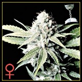 Great White Shark Feminised Seeds Great White Shark Feminised Seeds