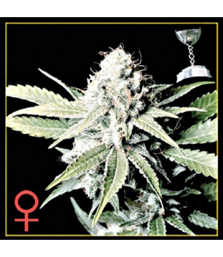 Great White Shark Feminised Seeds 