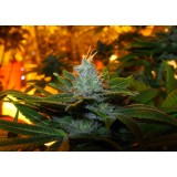 Trainwreck Feminised Seeds - 10