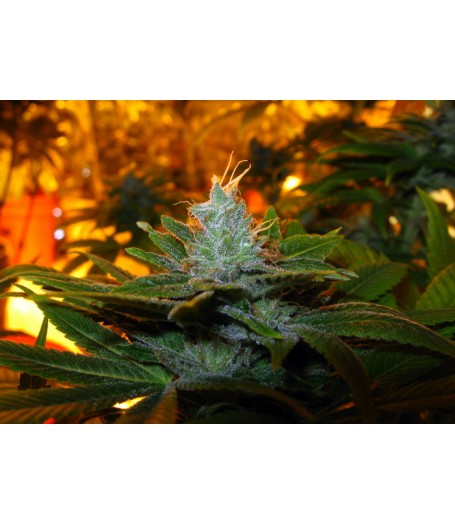Trainwreck Feminised Seeds - 10