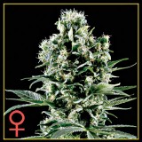 Himalayan Gold Feminised Seeds Himalayan Gold Feminised Seeds