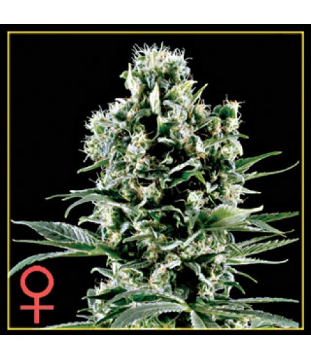Himalayan Gold Feminised Seeds