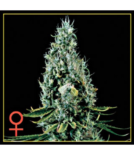 Arjan's Haze #3 Feminised Seeds