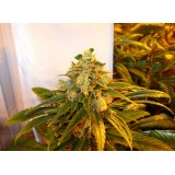 Trainwreck Feminised Seeds - 5