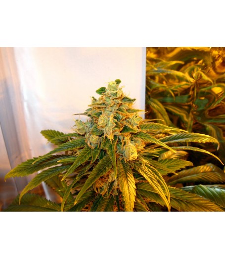 Trainwreck Feminised Seeds - 5