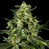 Himalayan Gold Feminised Seeds - 10 Himalayan Gold Feminised Seeds - 10