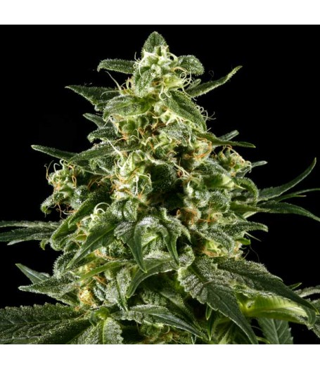 Himalayan Gold Feminised Seeds - 10