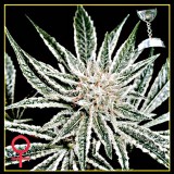 El Nino Feminised Seeds El Nino Feminised Seeds