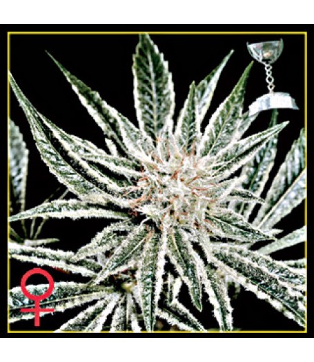 El Nino Feminised Seeds