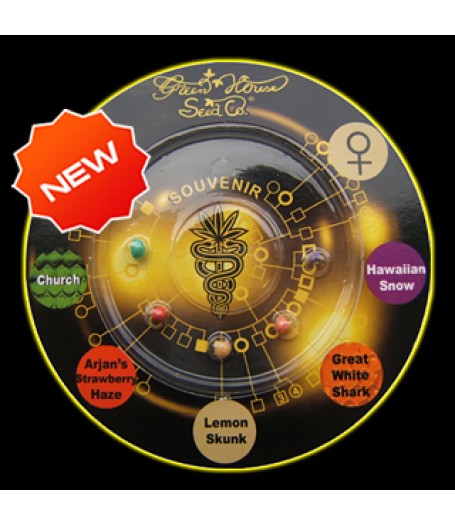 Sativa Indica Mix A Feminised Seeds