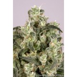 Mekong High Feminised Seeds - 5