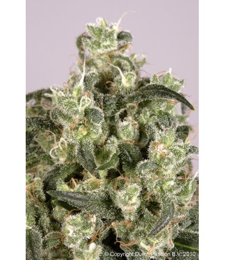 Mekong High Feminised Seeds - 10