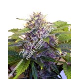 Purple Ryder Autoflowering Regular Seeds