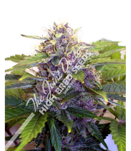 Purple Ryder Autoflowering Regular Seeds