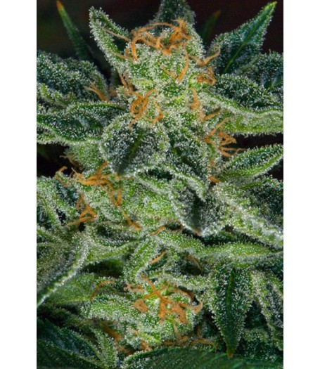 Skunk XXX Regular Seeds