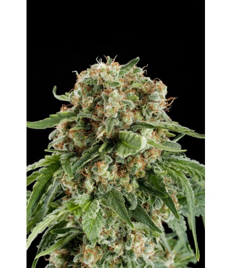 White Siberian Feminised Seeds - 3