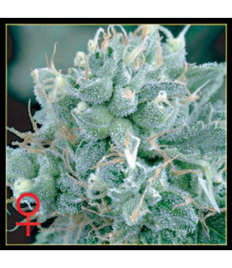 Arjan's Strawberry Haze Feminised Seeds
