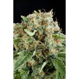 White Siberian Feminised Seeds - 5