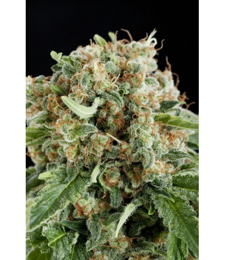 White Siberian Feminised Seeds - 10