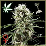 Super Lemon Haze Feminised Seeds