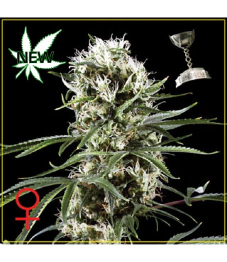 Super Lemon Haze Feminised Seeds