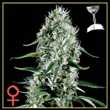 Super Silver Haze Feminised Seeds