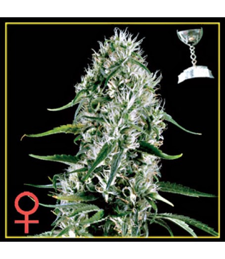 Super Silver Haze Feminised Seeds