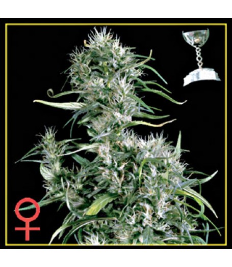 Neville's Haze Feminised Seeds - 5