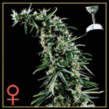 Hawaiian Snow Feminised Seeds Hawaiian Snow Feminised Seeds