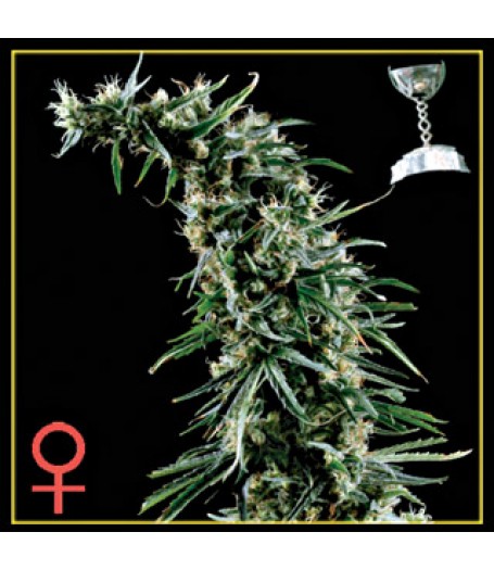 Hawaiian Snow Feminised Seeds