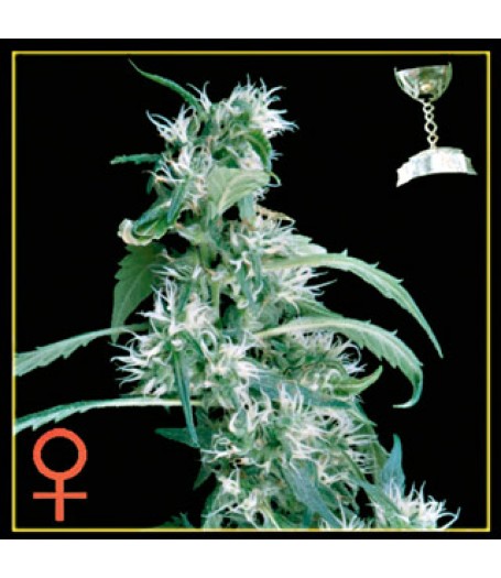 Arjan's Ultra Haze #1 Feminised Seeds