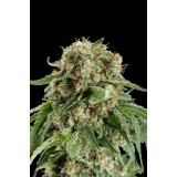 White Siberian Feminised Seeds