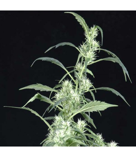 Arjan's Ultra Haze #2 Feminised Seeds