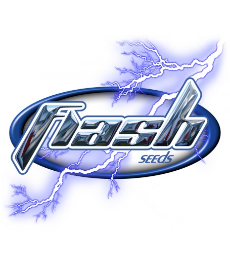 Santa Autoflowering Feminised Seeds - 3